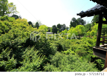 東福寺の青もみじ 東福寺の青もみじ 57216712