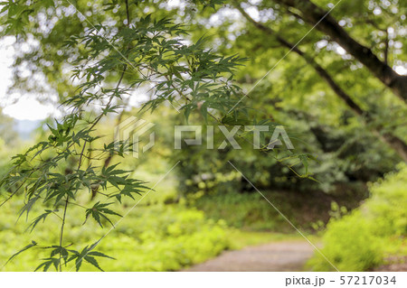 高松塚古墳 高松塚古墳 57217034