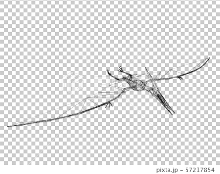 Pterosaur Dinosaurs 3d Rendering Wire Frameのイラスト素材