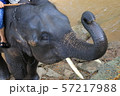 タイの象 57217988
