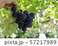 ぶどう狩り 57217989