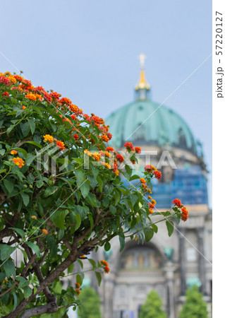 Flowers in the park Lustgarten 57220127