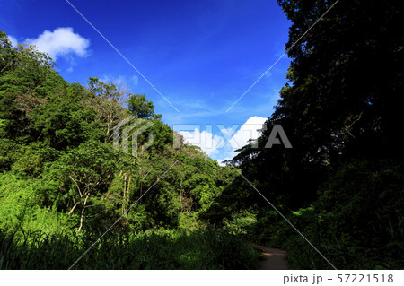 小網代の森(秋) 小網代の森(秋) 57221518