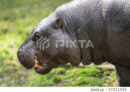 The pygmy hippopotamus, Choeropsis liberiensis or Hexaprotodon liberiensis is a small hippopotamid 57221593