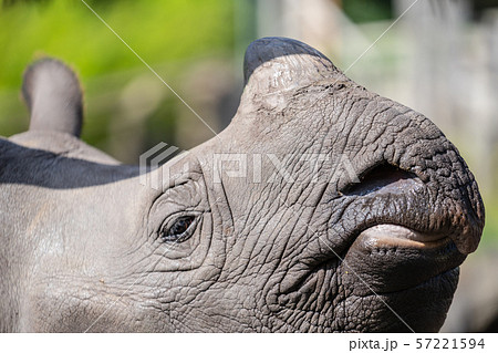 The greater one-horned rhino, Indian rhino is the largest of the rhino species 57221594