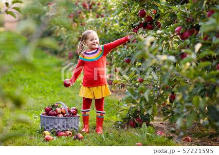Little girl picking apple in fruit garden 57221595
