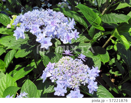アジサイ/小石川植物園 アジサイ/小石川植物園 57221876