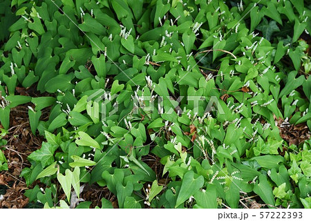 ヤマノイモの雄花 57222393