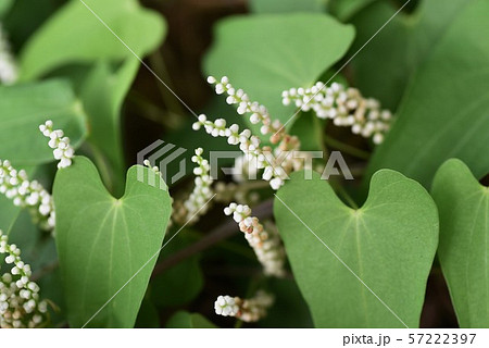 ヤマノイモの雄花 ヤマノイモの雄花 57222397