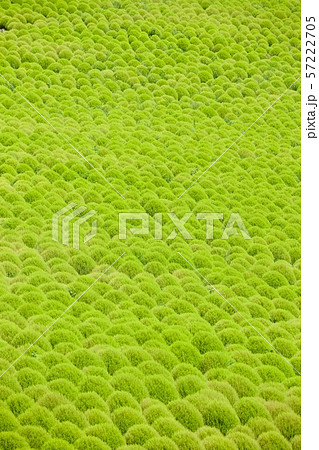 9月上旬のコキア　ひたち海浜公園　茨城県 57222705