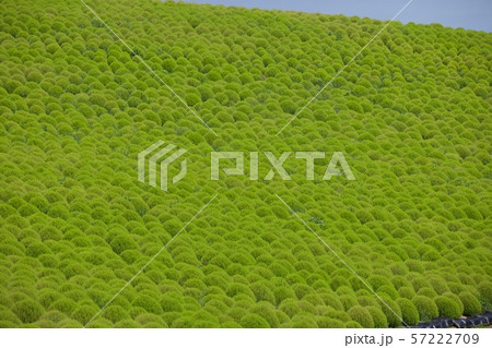 9月上旬のコキア　ひたち海浜公園　茨城県 57222709