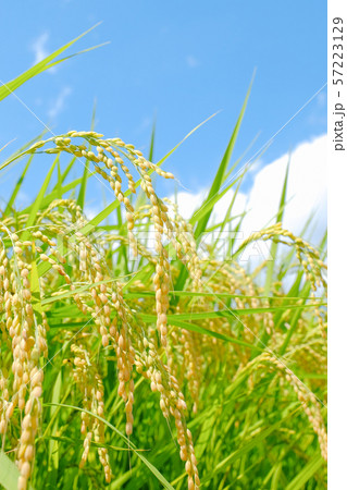 夏の稲 (8月末) 夏の稲 (8月末) 57223129