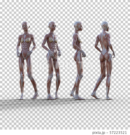 女性 解剖 筋肉 ３dcg イラスト素材のイラスト素材