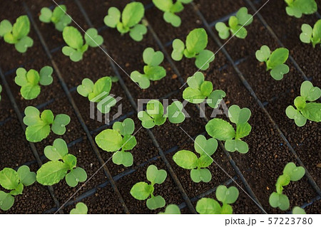 白菜の芽 発芽 白菜の芽 発芽 57223780
