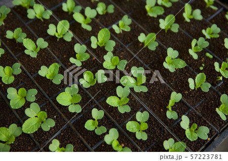 白菜の芽 発芽 白菜の芽 発芽 57223781