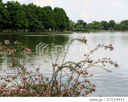 水元小合溜/水元公園 水元小合溜/水元公園 57224441