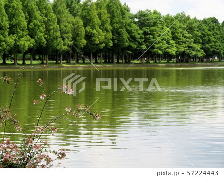 水元小合溜/水元公園 水元小合溜/水元公園 57224443