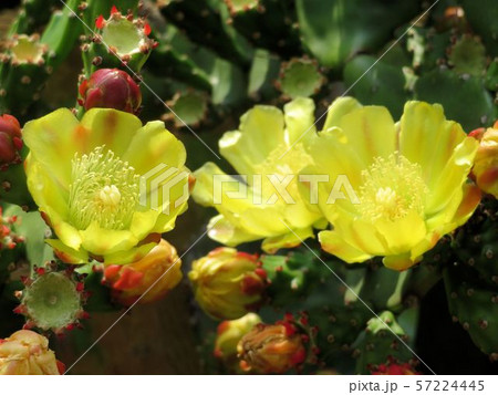 ウチワサボテンの花 八王子の写真素材