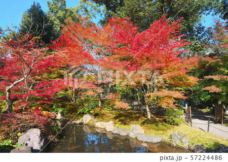 錦秋の長岡天満宮 錦秋の長岡天満宮 57224486