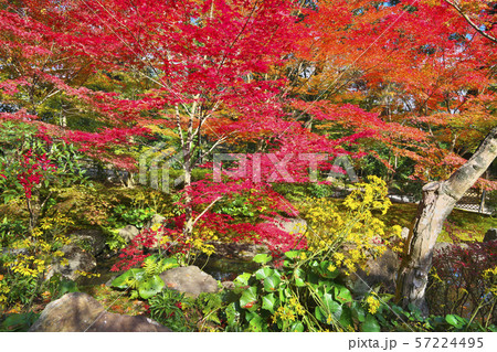 錦秋の長岡天満宮 錦秋の長岡天満宮 57224495