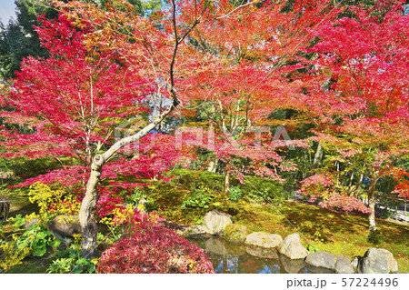 錦秋の長岡天満宮 錦秋の長岡天満宮 57224496