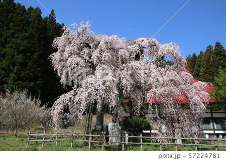 永泉寺のサクラ（福島県・田村市） 57224781