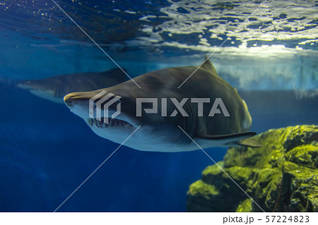 シロワニ (サメの一種) 57224823