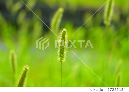 エノコログサ えのころ草 ねこじゃらしの写真素材