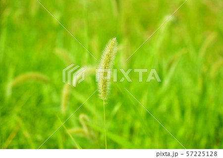 エノコログサ えのころ草 ねこじゃらしの写真素材