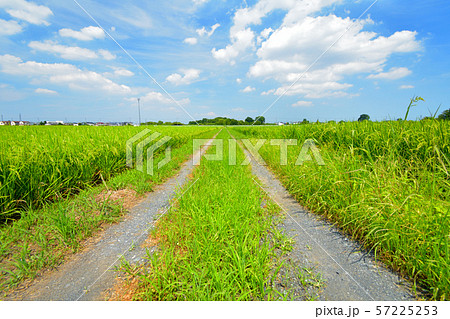 まっすぐ続くあぜ道と夏の青空 田園風景 まっすぐ続くあぜ道と夏の青空 田園風景 57225253