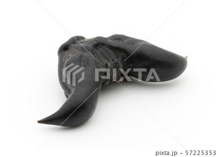 ヒシノミ　菱の実　菱角: Water Caltrop 57225353