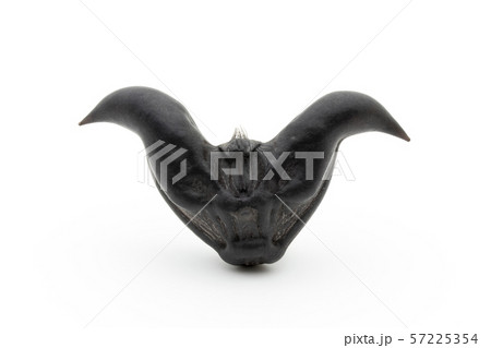 ヒシノミ 菱の実 菱角: Water Caltrop ヒシノミ 菱の実 菱角: Water Caltrop 57225354