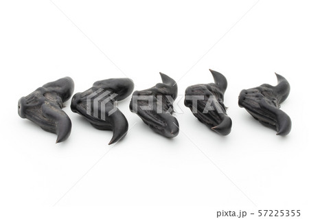 ヒシノミ　菱の実　菱角: Water Caltrop 57225355