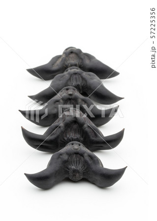 ヒシノミ 菱の実 菱角: Water Caltrop ヒシノミ 菱の実 菱角: Water Caltrop 57225356