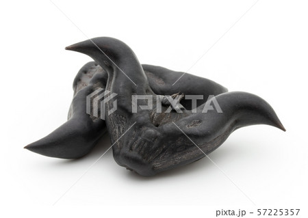 ヒシノミ 菱の実 菱角: Water Caltrop ヒシノミ 菱の実 菱角: Water Caltrop 57225357