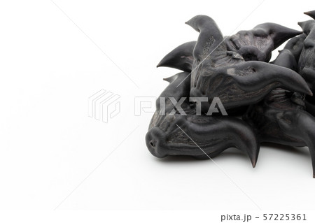 ヒシノミ 菱の実 菱角: Water Caltrop ヒシノミ 菱の実 菱角: Water Caltrop 57225361