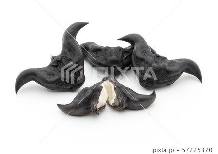 ヒシノミ 菱の実 菱角: Water Caltrop ヒシノミ 菱の実 菱角: Water Caltrop 57225370