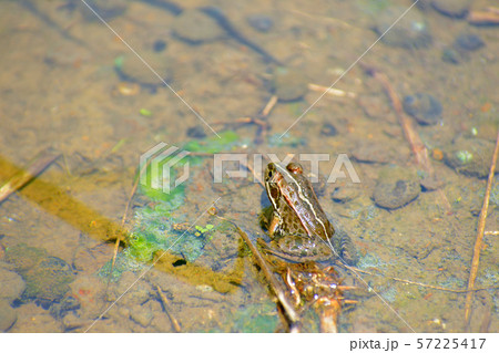 田んぼにいたカエルの写真素材