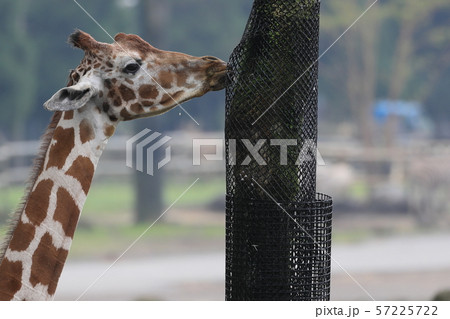 キリン キリン 57225722