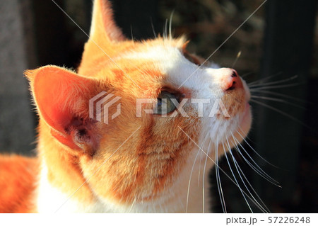 見上げる猫 見上げる猫 57226248
