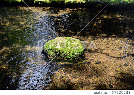 ならの小川の苔石 1の写真素材 ならの小川の苔石 1の写真素材