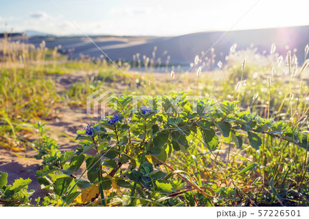鳥取砂丘 鳥取砂丘 57226501