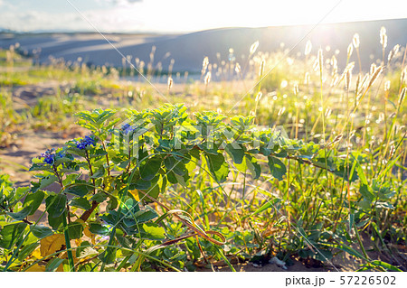 鳥取砂丘 鳥取砂丘 57226502