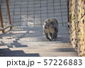 Monkey walk on the stairs. Monkey Forest, Bali, 57226883
