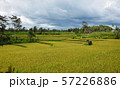 Rice field with beautiful sky. Bali, Indonesia. 57226886
