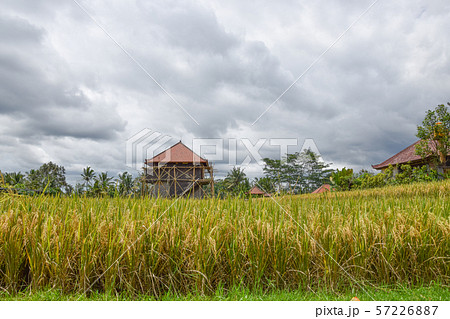 Rice field with beautiful sky. Bali, Indonesia. 57226887