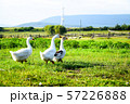 Geese come in wild field. 57226888