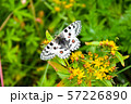 Butterfly Parnassius Nomion sitting on the grass. 57226890