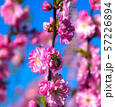 A bee sits on a beautiful Sakura. Japanese cherry. 57226894
