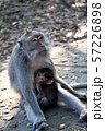 Baby monkey with mother monkey. Monkey Forest, 57226898